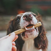 Pet Care category