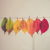 Seasonal category