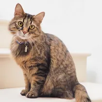 Cat category