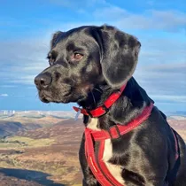 Dog category